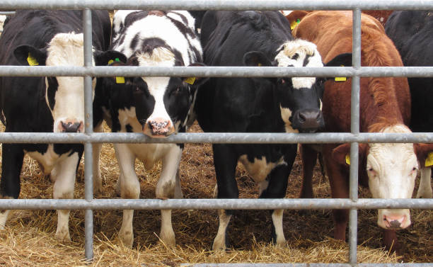 Top 8 Cattle Suppliers in Austria in Year 2025: A Data-Driven Export Market Analysis