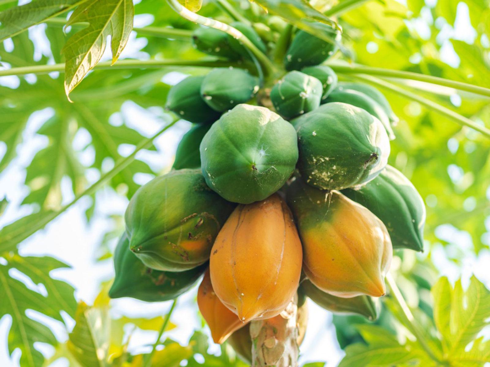 Papaya 100% Natural South African High Quality Green/yellow Oval A Grade Yellow Packaging Fruit Wholesale Fresh Papaya Sale
