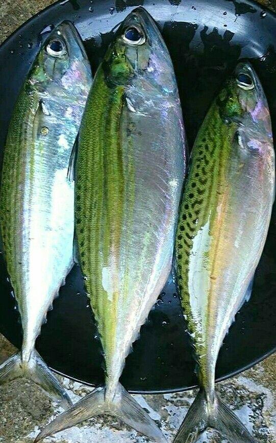 BEST QULAITY FROZEN INDIAN MACKEREL WHOLE