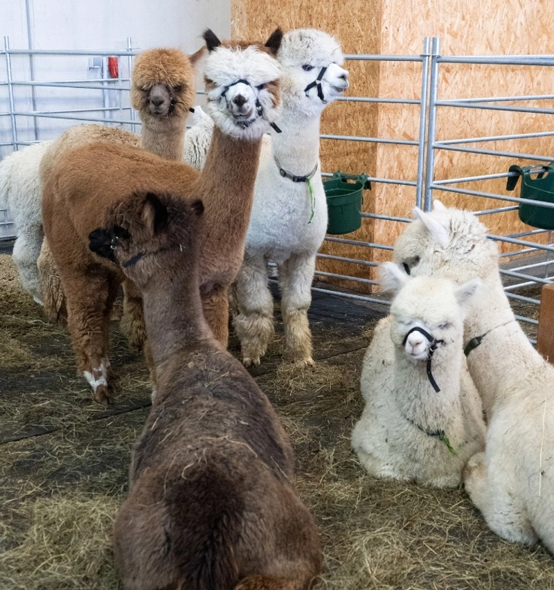 World Alpaca Expo and Conference Spotlight: B2B Essentials - 2