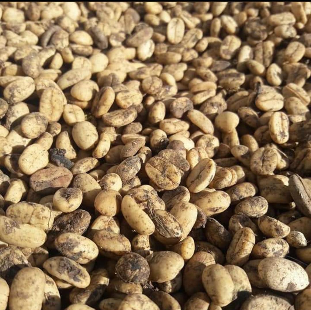 Gayo Civet Coffee Image 1