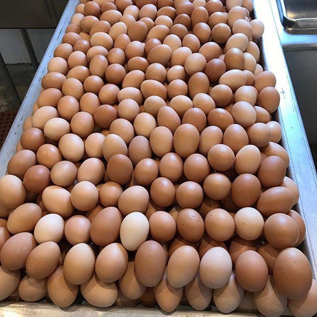 Fresh Brown Table Eggs Chicken Eggs / Fresh Chicken Table Eggs Brown and White