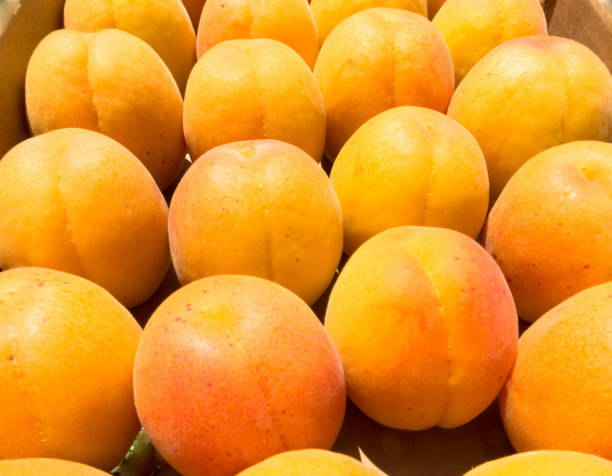 Top 5 Apricot Suppliers in China in Year 2025: A Data-Driven Buying Guide