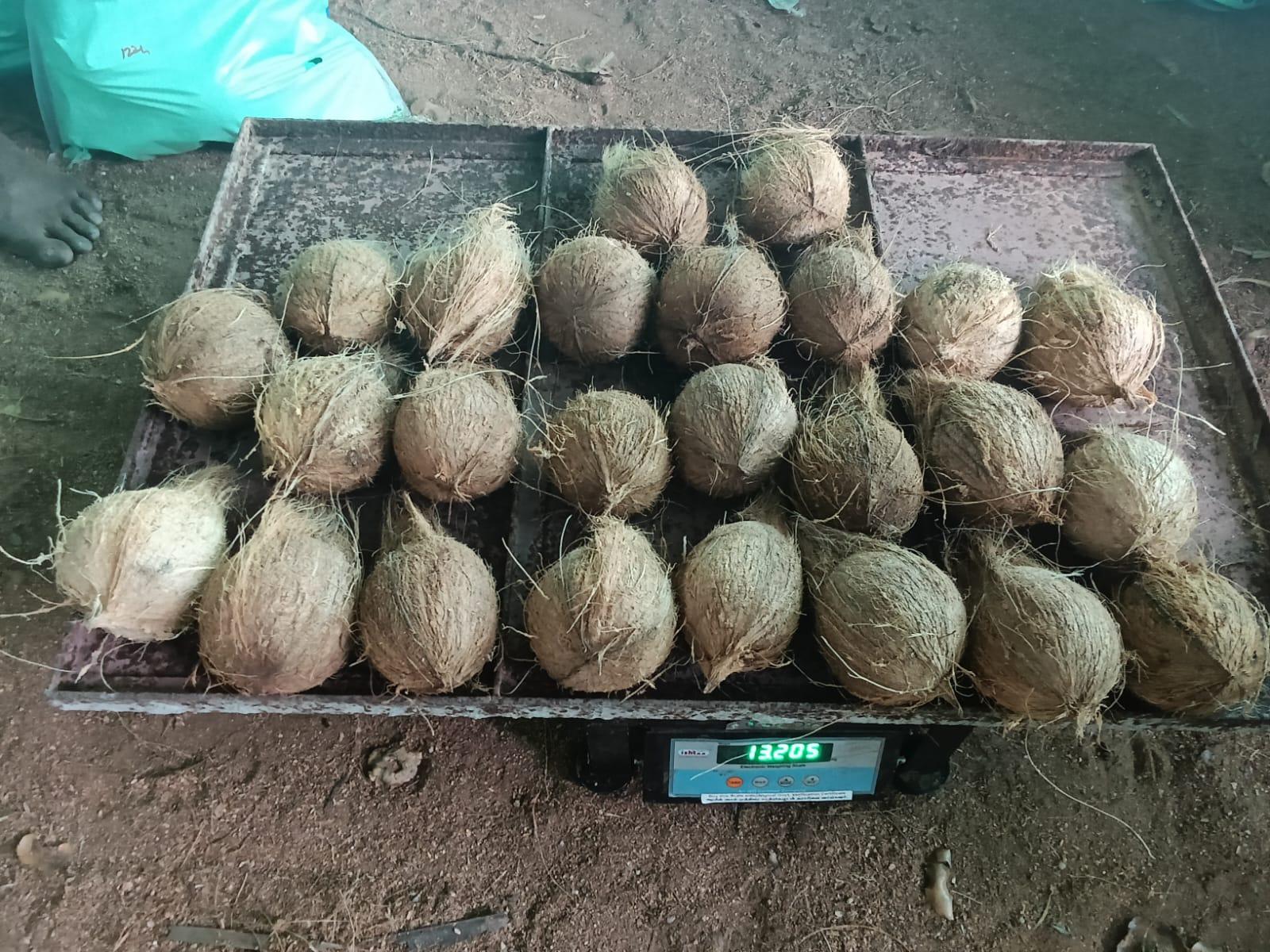 Semi husked cocunut