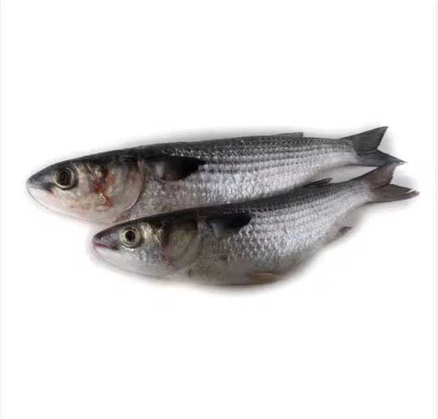 Wholesale Frozen Fish in cheap price Grade A Flavor Natural Texture Natural Shelf Life 24 month, Long Nutritional Value Maintained