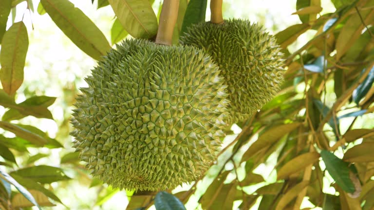 Your Expert Guide to Procuring Top-Tier Durian: Top 5 Durian Suppliers in Vietnam in Week 20 of 2025