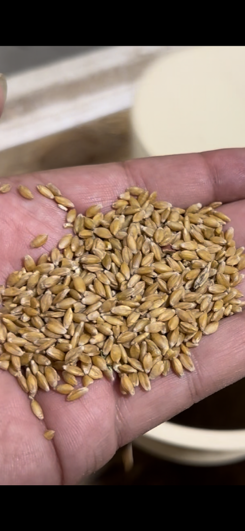 Einkorn