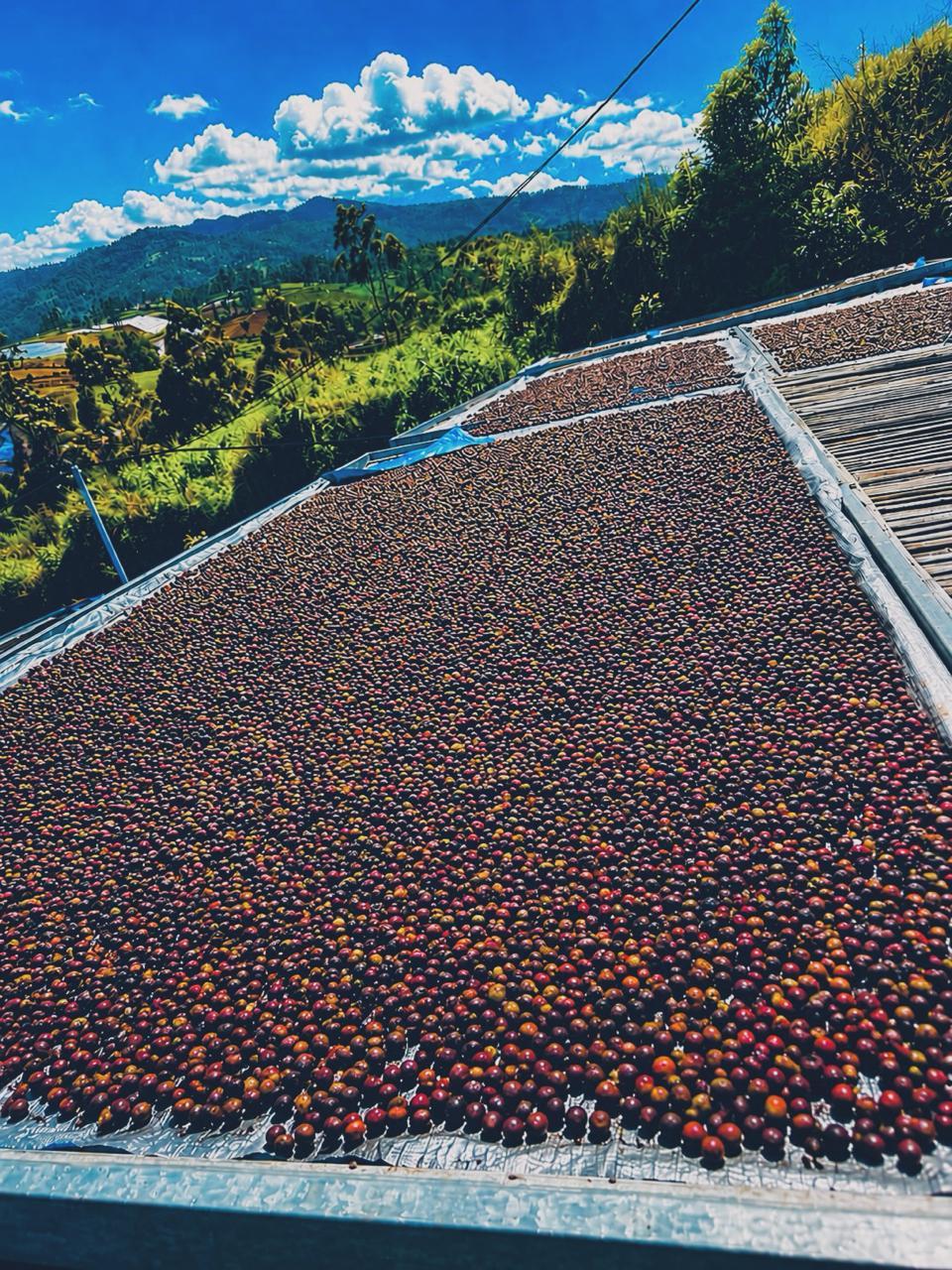 Arabica Coffee