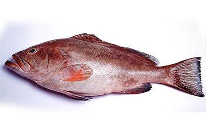 Frozen Reef Cod