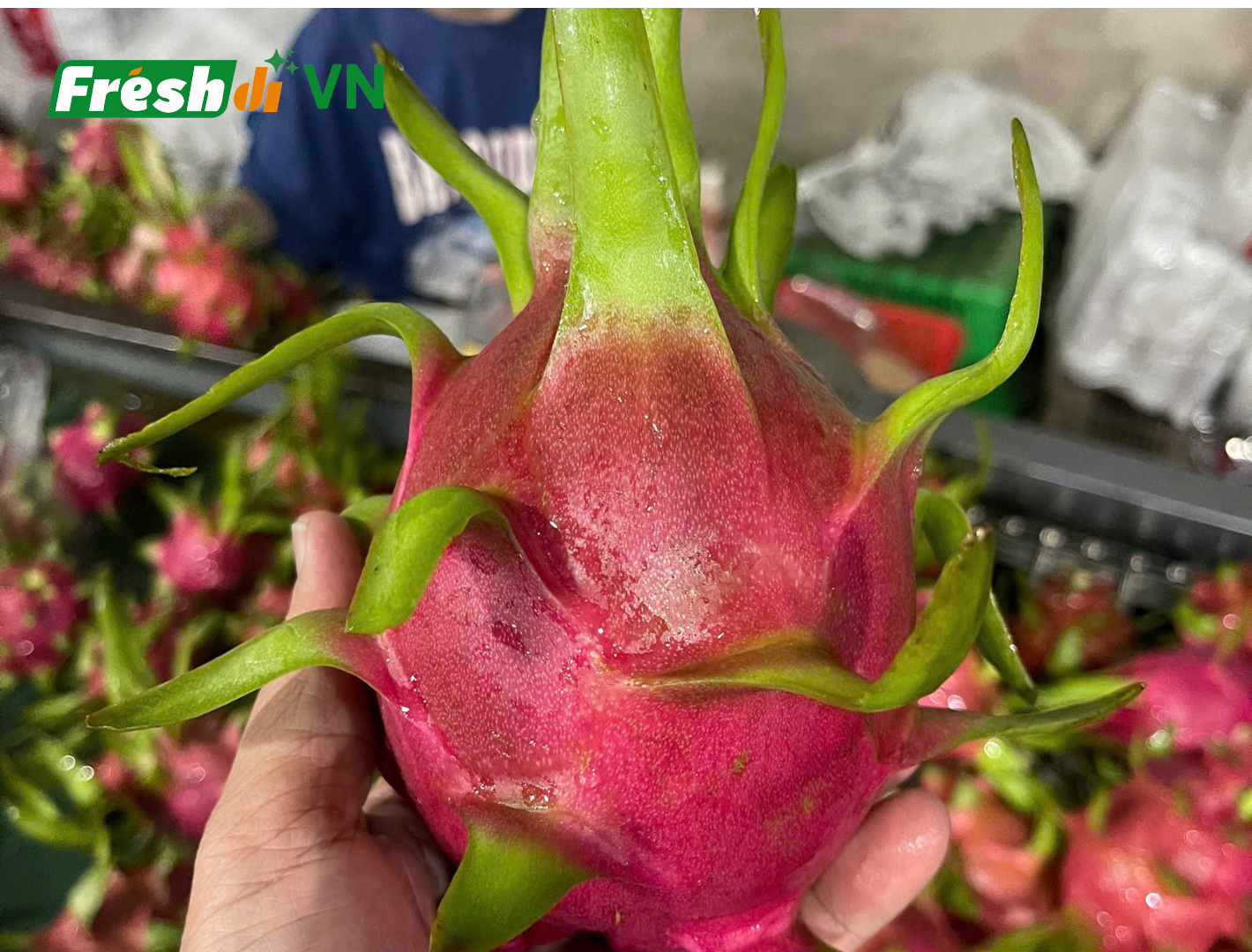 Fresh dragon fruit Features Organic Fruit Type Tropical fruit