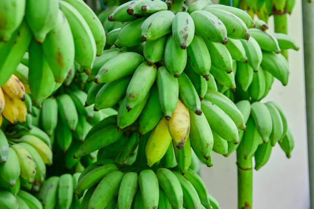 Top 3 Banana Suppliers in Malaysia in Year 2025: A Deep Dive into Malaysia’s Banana Export Market