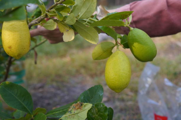 Top 10 Lemon Suppliers in Turkey in Quarter 3 of 2025