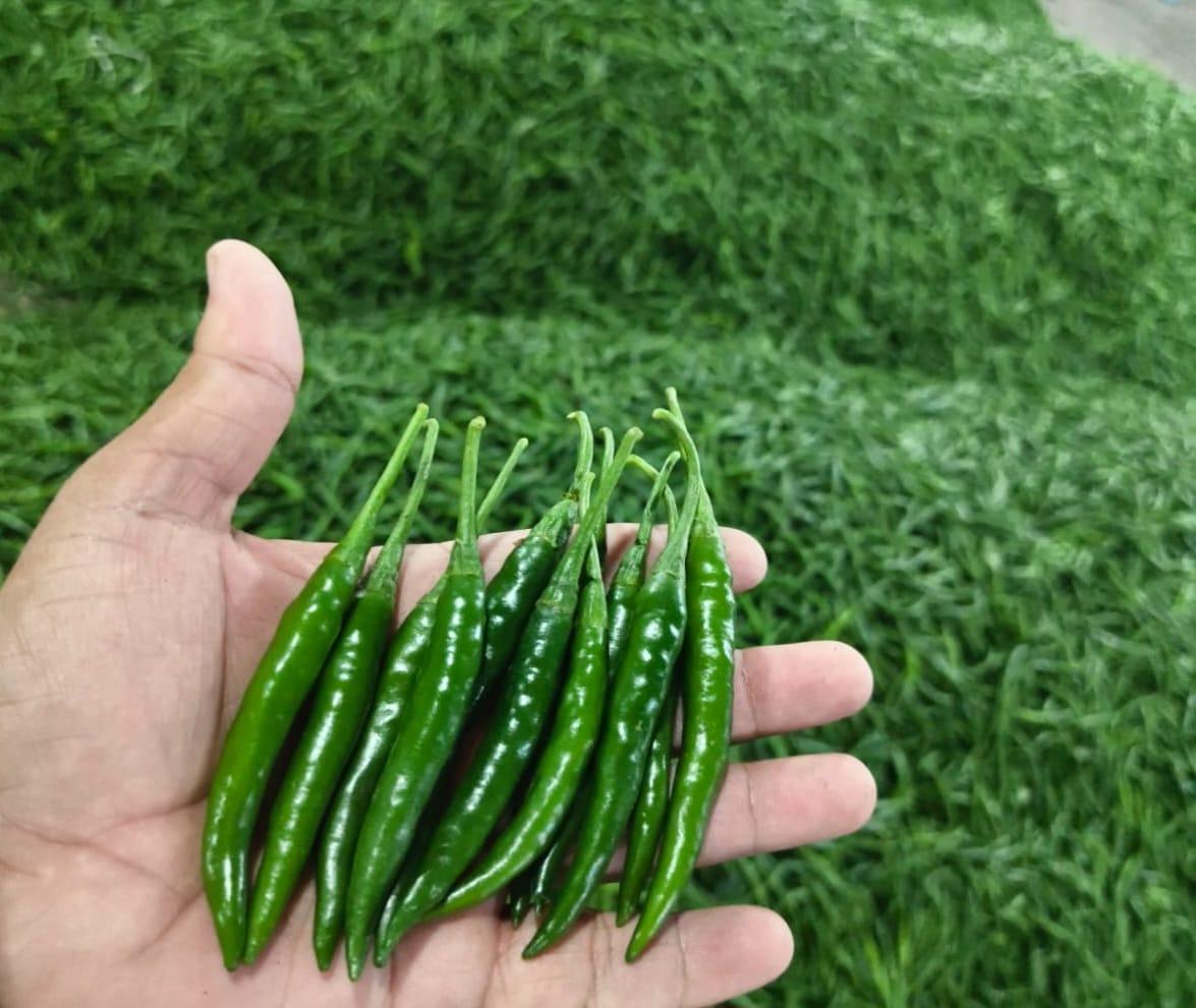 Fresh G4 Green Chilli - Premium Indian Export Quality (3.8kg Net Box)