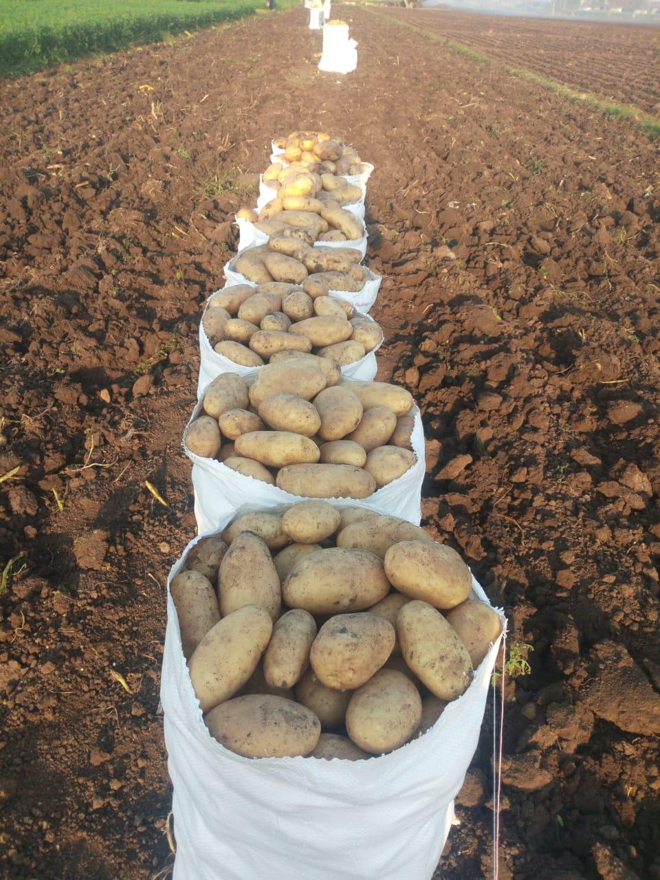 Potato Image 3