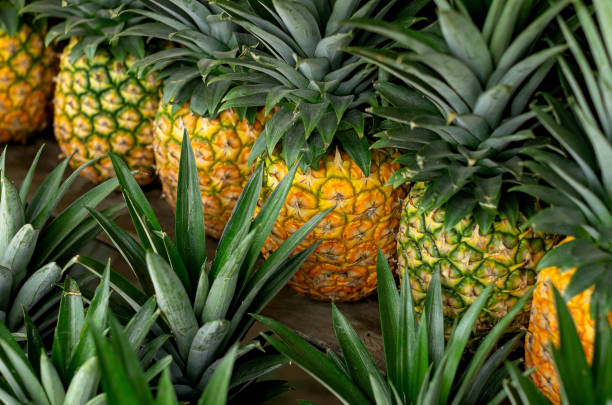Top 5 Pineapple Suppliers in South Africa in Year 2025