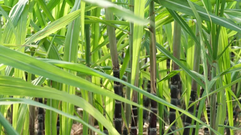 Top 7 Sugarcane Suppliers in Portugal in September 2025: Navigating Market Shifts Amid Global Disruptions