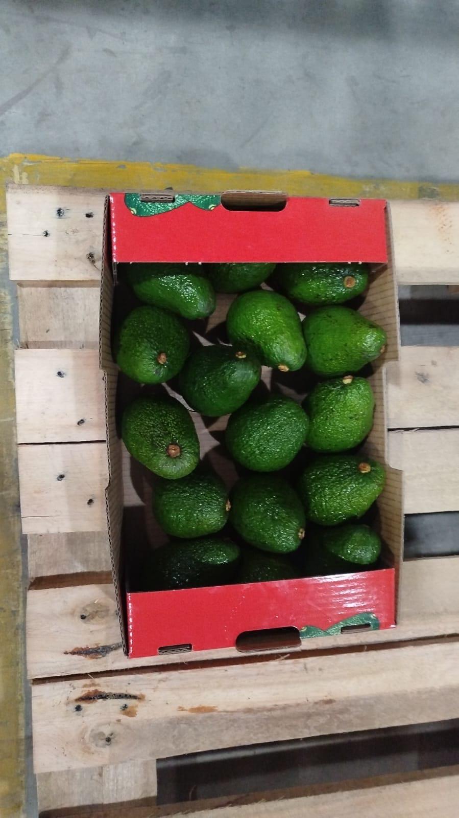 Fresh avocado Hass