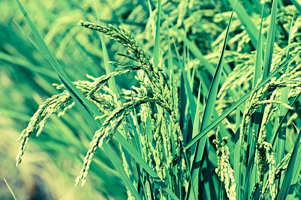 Top 5 Rice Suppliers in Germany in Week 24 of 2025 – Market Disruption & Opportunities Amid Changing Trade Winds