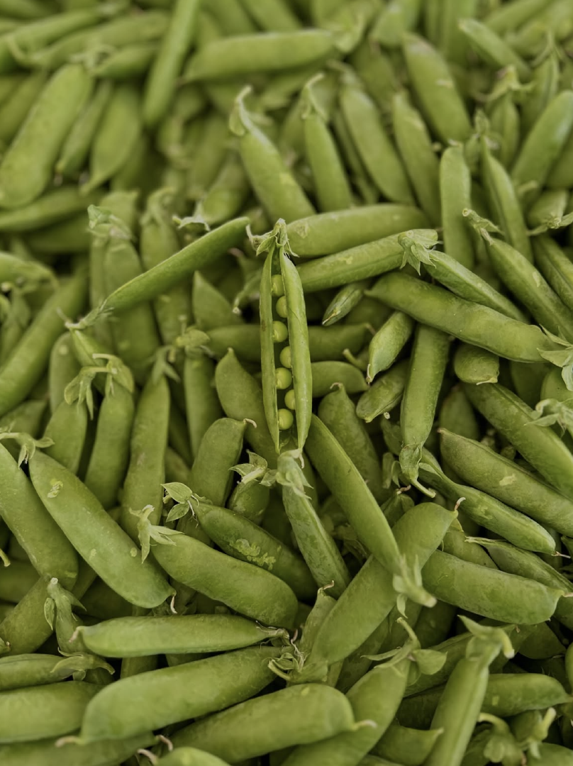 Dried PIGEON PEAS Export Quality | High-Quality Dried Pigeon Peas 1kg to 10kg Wholesale Supply