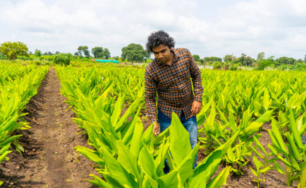 Top 10 Turmeric Suppliers in Turkey in Year 2025