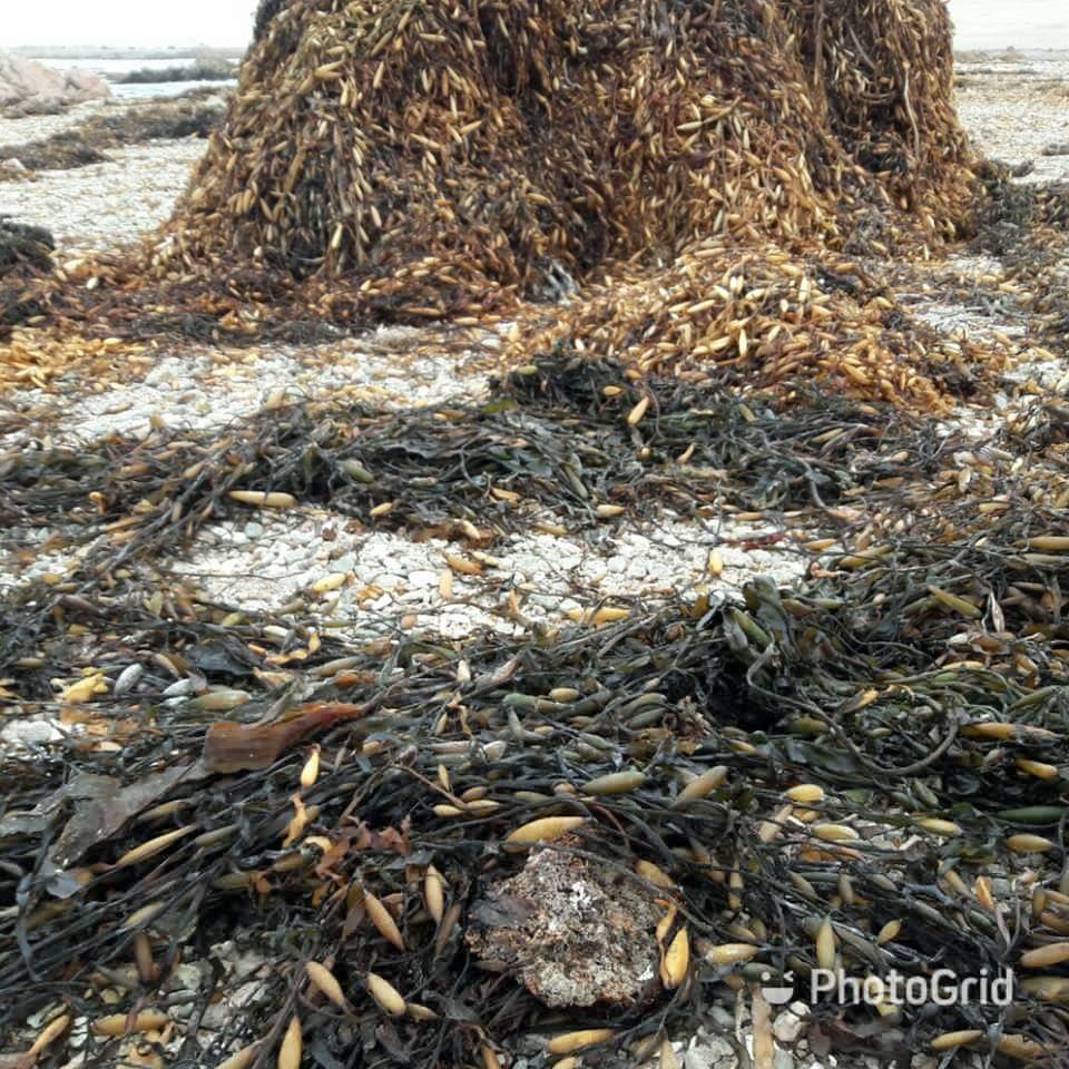 Macrocystis Dried seaweed Brown from peru