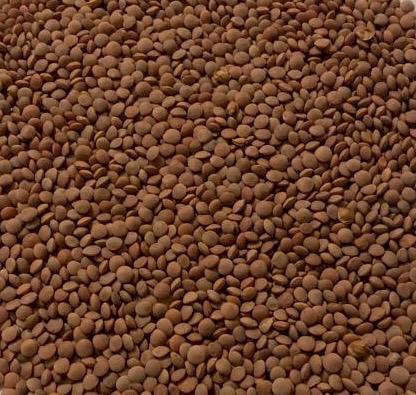 Nipper/Hallmark Lentils
