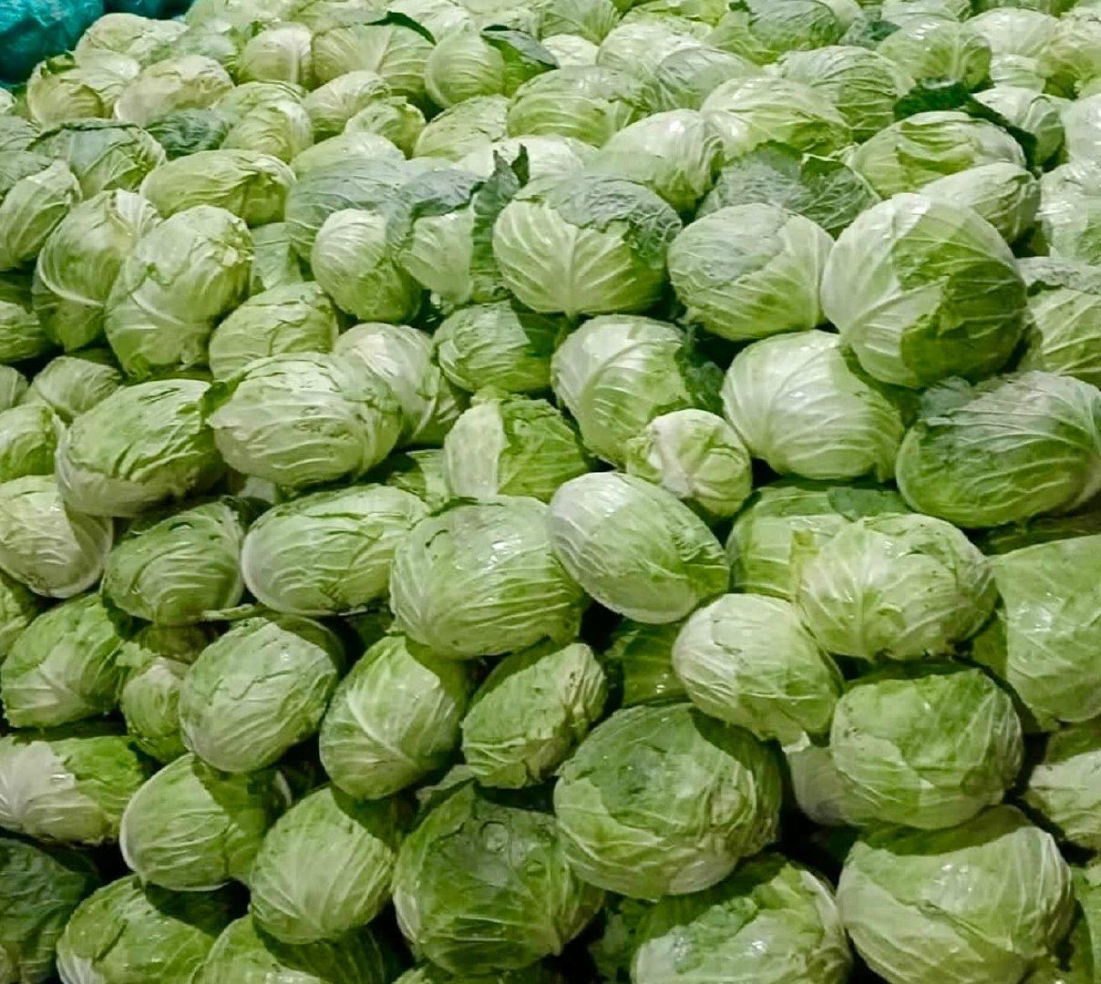 HEALTHY FRESH WHOLE GREEN CABBAGE 15-20cm, 1-3 Kg per head,10Kg CARTONS FOR SALE – product thumbnail, market insight supplier card