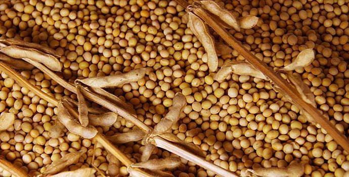 Wholesale Soya Beans