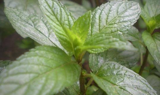Peppermint