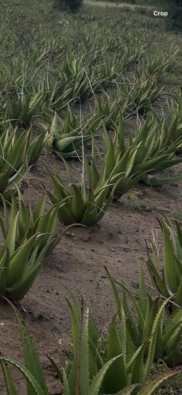 Aloe Vera Gel Bottle