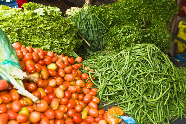 A Comprehensive Guide to Sourcing High-Quality Vegetable: Top 6 Vegetable Suppliers in Netherlands in Quarter 3 of 2025