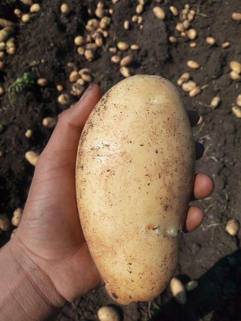 Potato Image 1