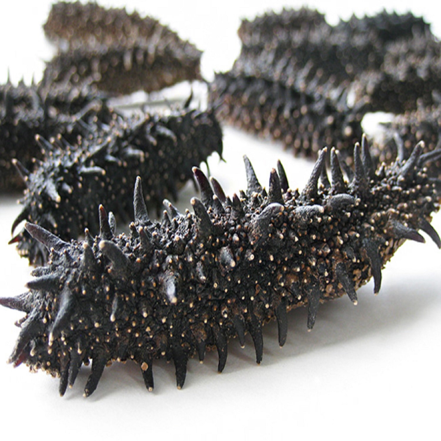 Best selling Dried Sea Cucumber for sale Sea Cucumber Dry Sea Cucumber