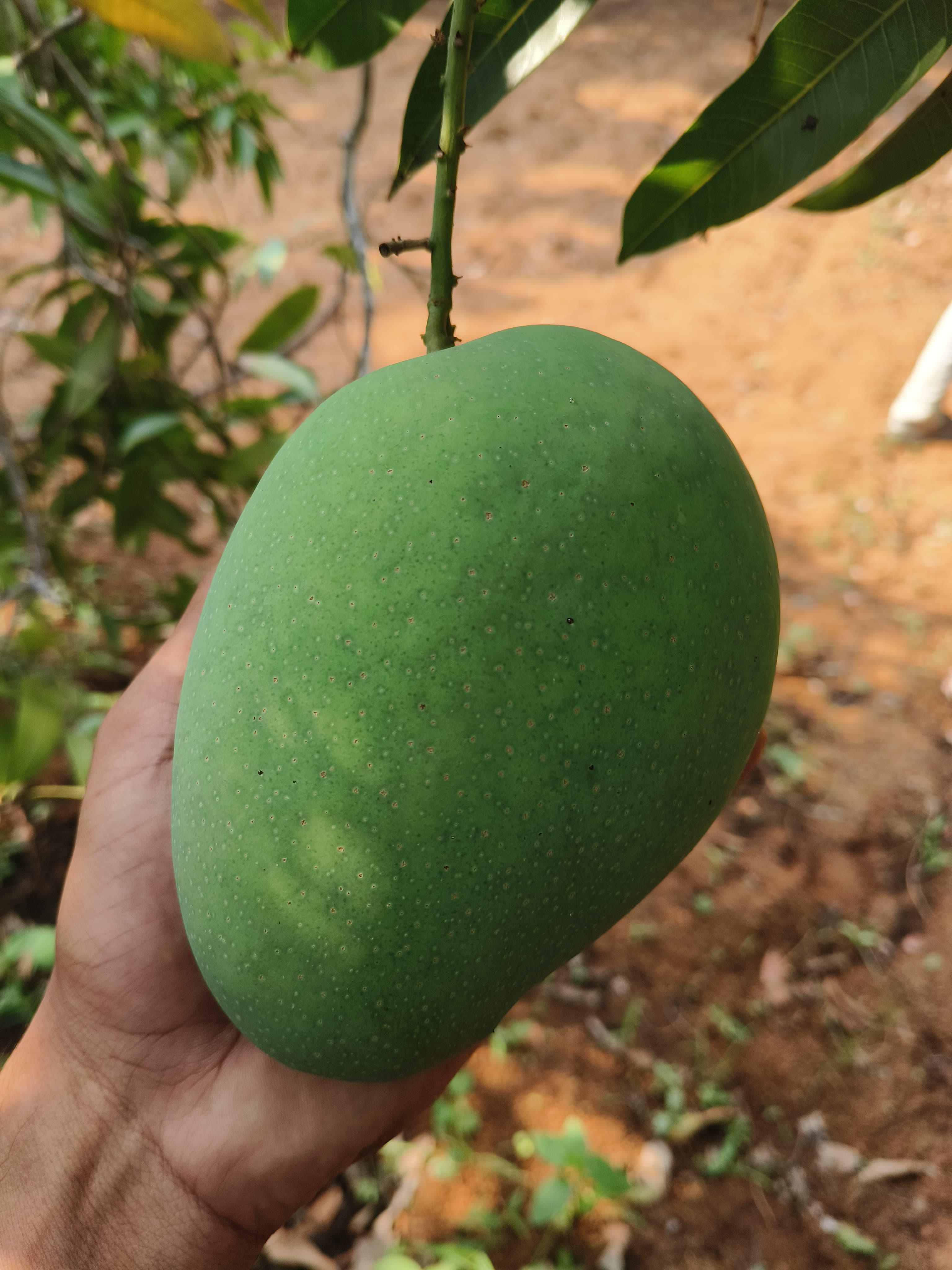 Thotapalli Mango