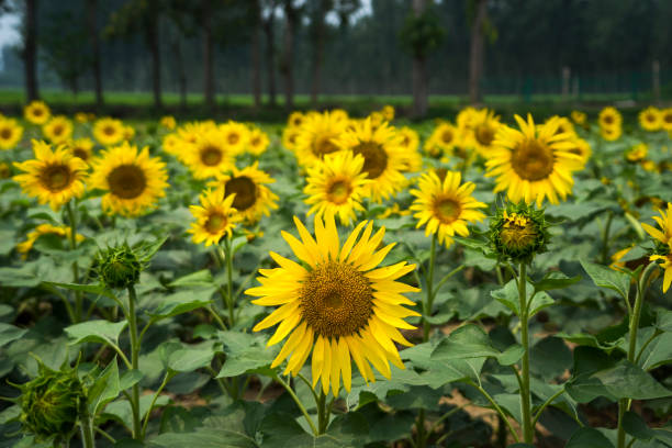 Top 5 Sunflower Suppliers in South Africa in Quarter 2 of 2025