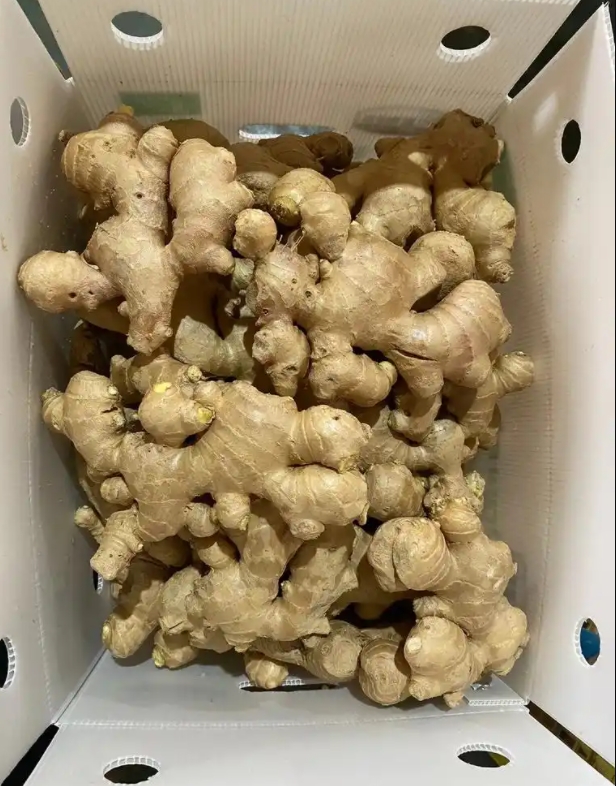 Fresh Ginger Export