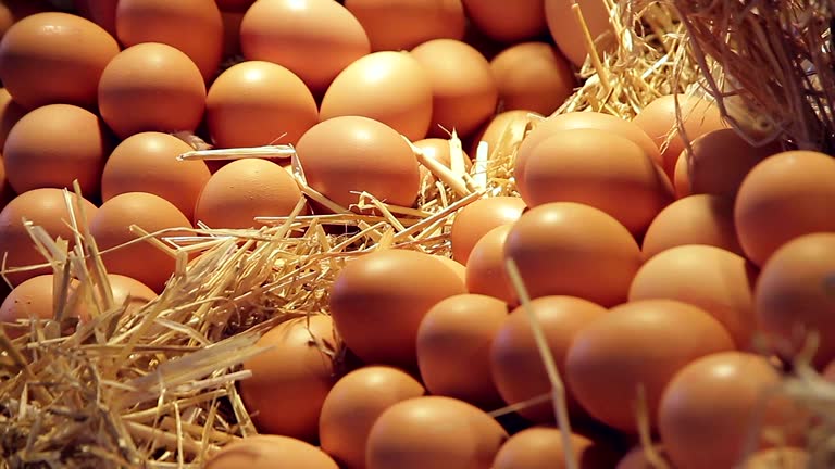Top 9 Eggs Suppliers in China in Quarter 3 of 2025: Navigating a Rapidly Changing Market