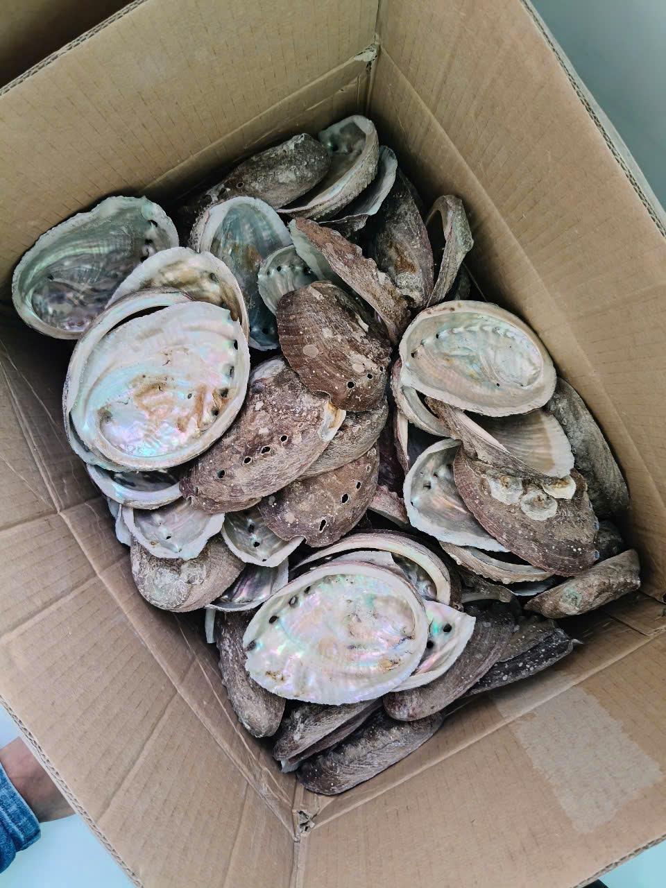 Natural Marine Seashells 4