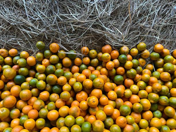 Top 5 Orange Suppliers in United Kingdom in Quarter 3 of 2025: Market Trends, Supplier Insights, and Strategic Outlook