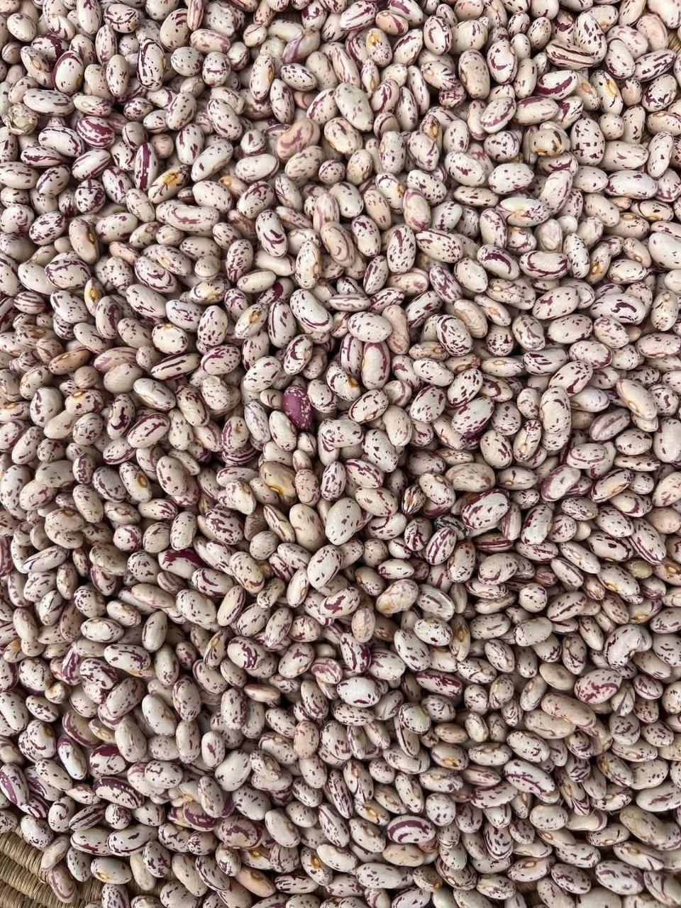 Kidney Beans Ethiopia