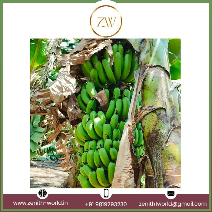 Buy Natural Green Fresh Bananas Affordable Price Fresh Cavendish Bananas Manufacturer From India