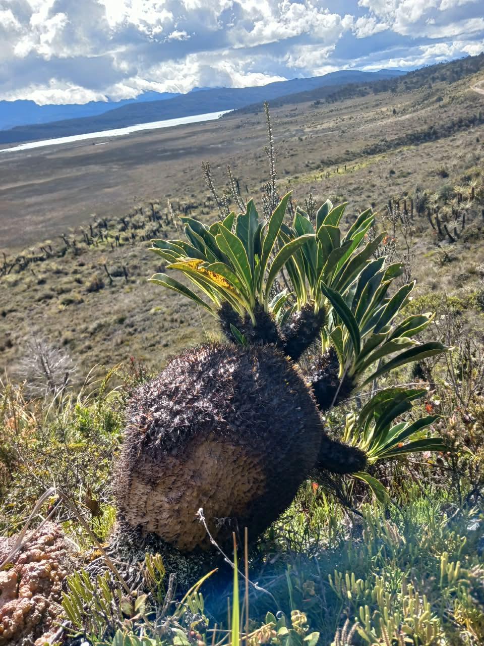Live Myrmecodia brassii (Ant Plant) from Wamena, Papua