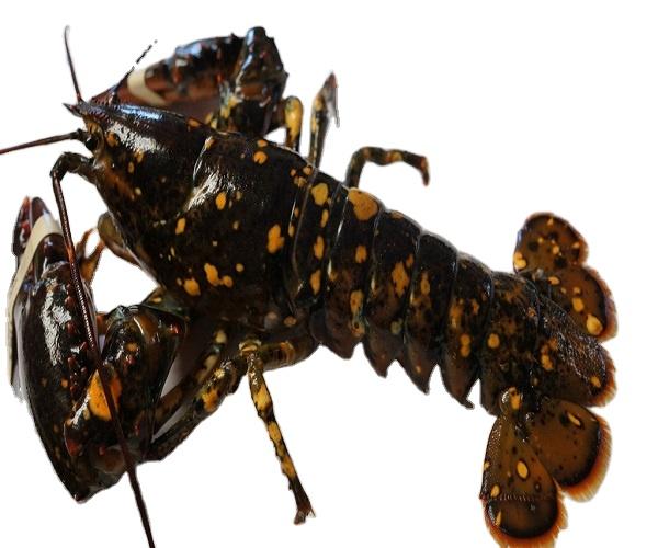 Frozen Fresh Jumbo Size Live Rock Lobster Green Lobster with Whole Tail in Box Cooked and Dried Styles for Food