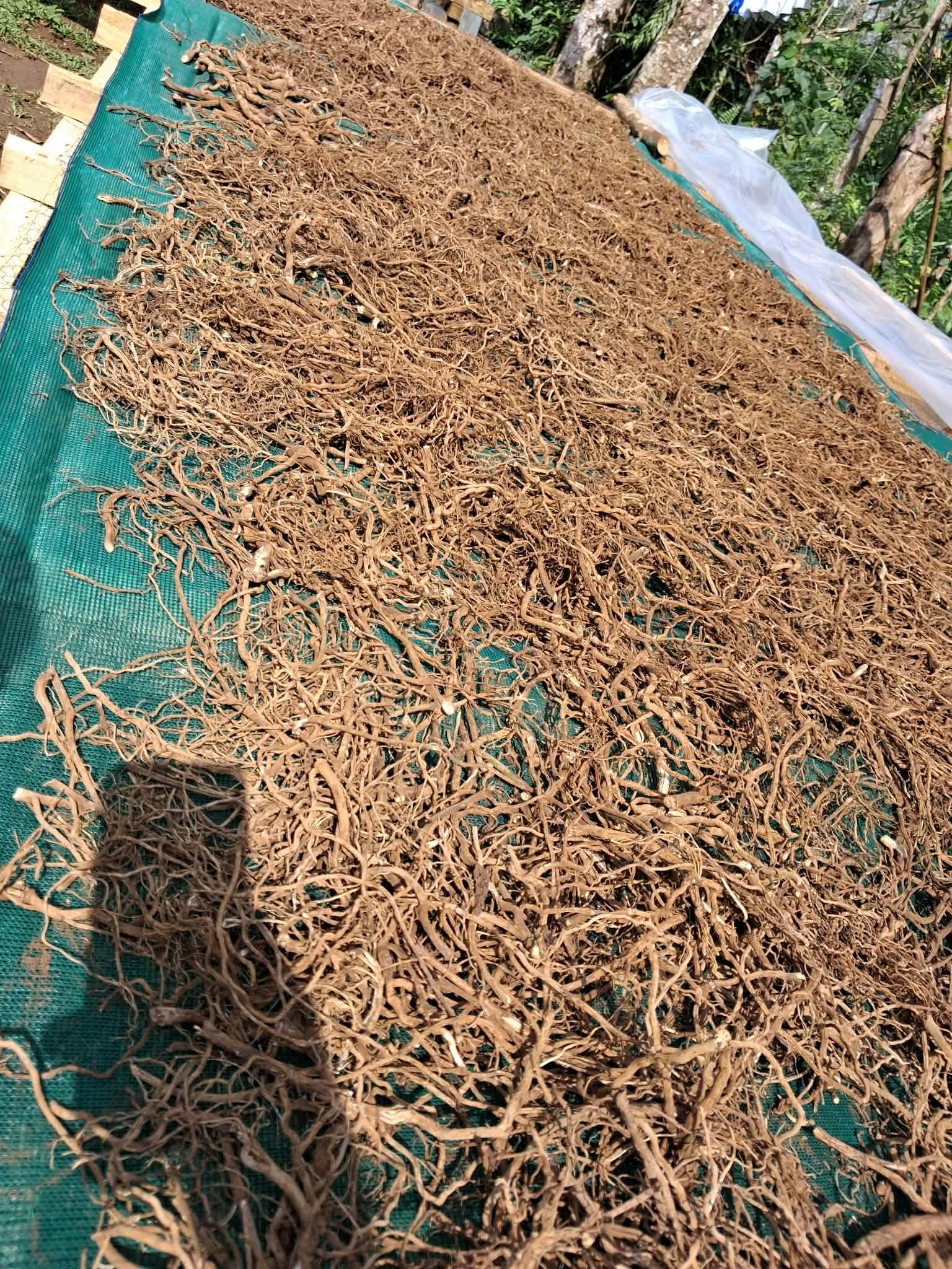 Kava Roots