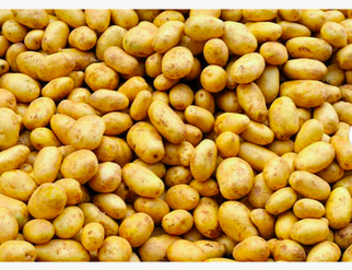 Yellow Potatoes Organic Fresh Potatoes. Fresh potato price in China/potato wholesale price/sweet potato price ton.