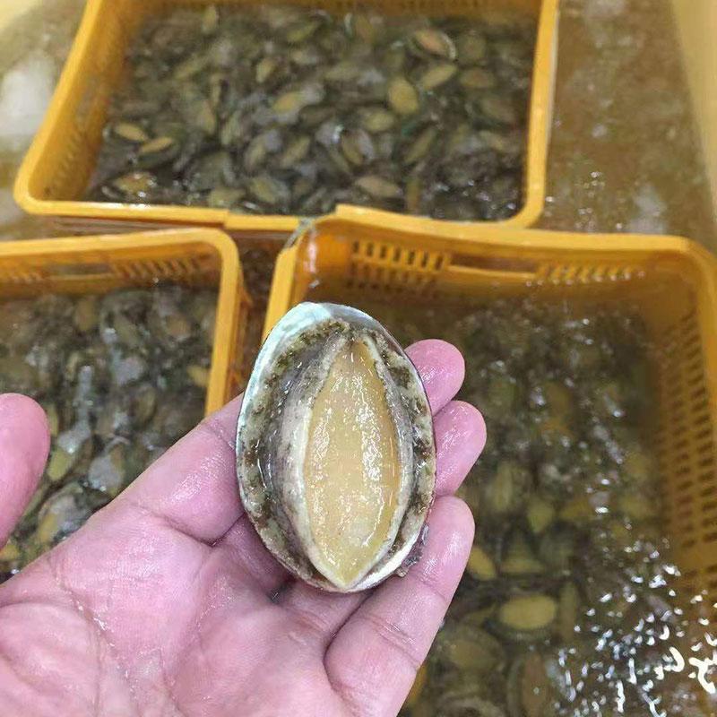 Hot Selling Good Quality Nutritious Shellfish Dried Abalone