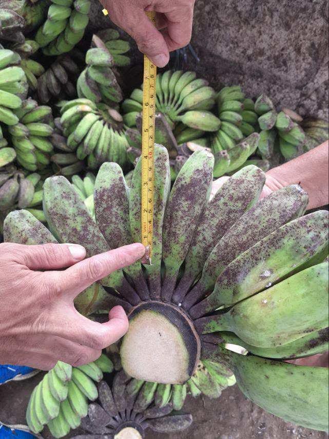 Saba Bananas Image 2