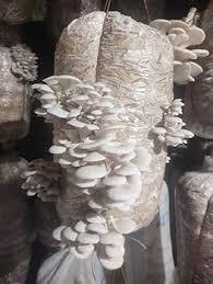 Dried Mushrooms Close-up