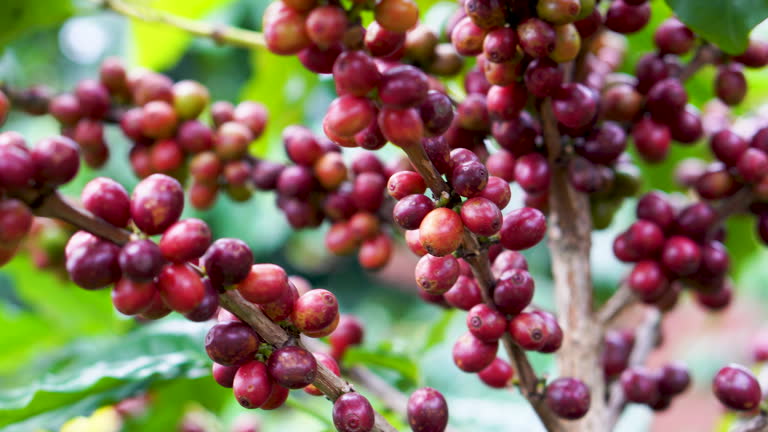 Top 8 Robusta Coffee Suppliers in Turkey in Quarter 3 of 2025