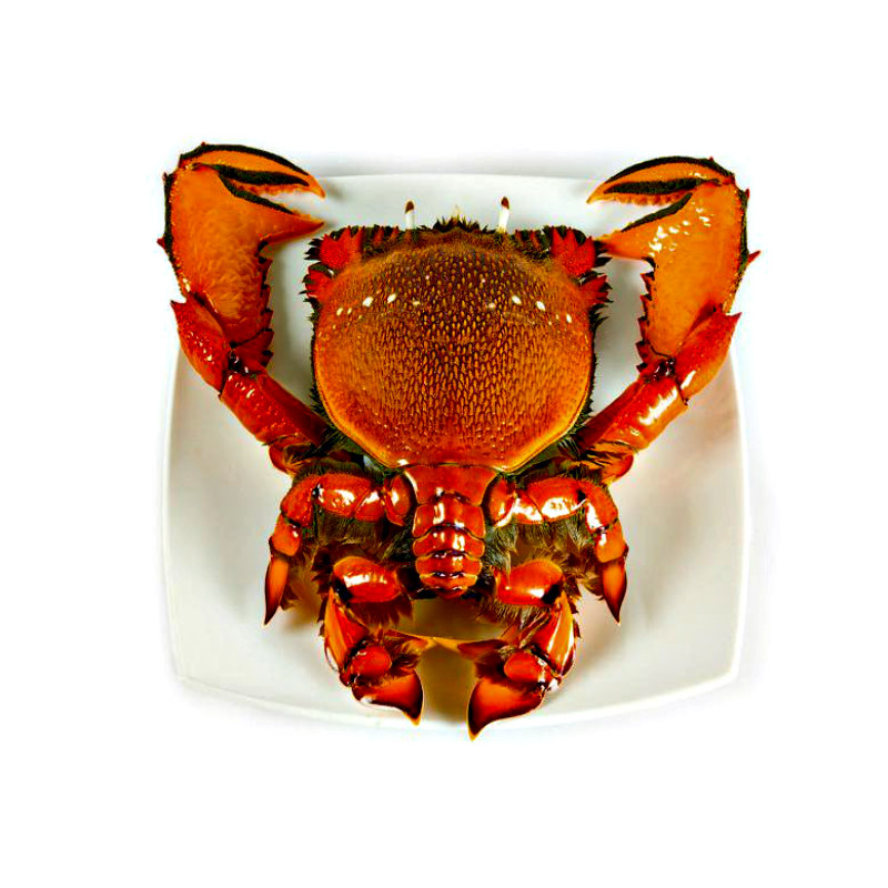 King Crab Legs Frozen Quality King Crabs Online Snow Crab, Alaskan King Crabs, Norwegian king crabs